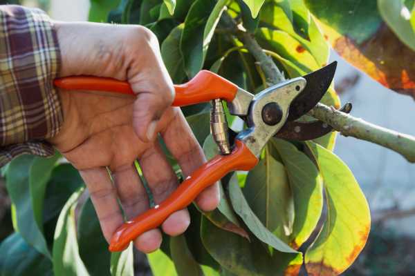 Tipos de poda en el jardín